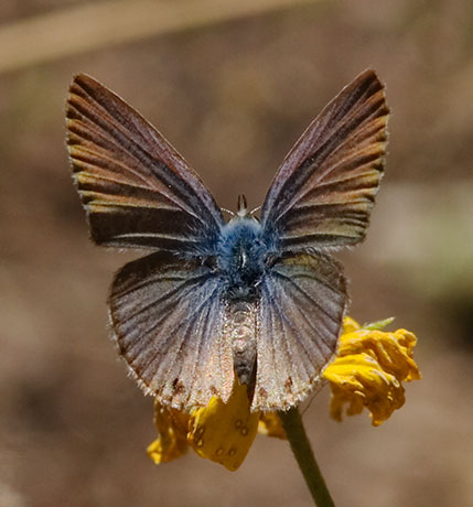Reakirt's Blue Hemiargus isola Butterfly