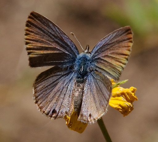 Reakirt's Blue Hemiargus isola Butterfly