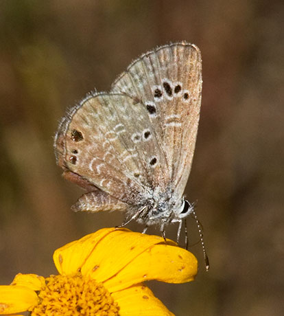 Reakirt's Blue Hemiargus isola Butterfly