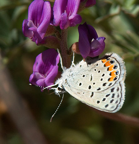 Acmon Blue Plebejus acmon Butterfly
