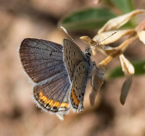 Acmon Blue Plebejus acmon Butterfly