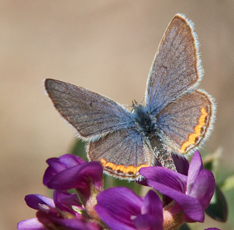 Acmon Blue Plebejus acmon Butterfly