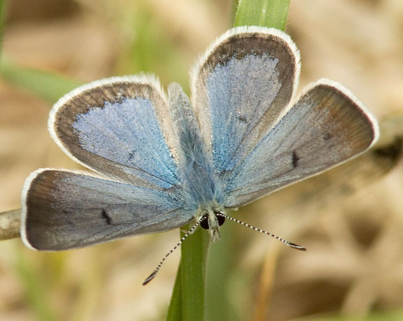 Spring Azure Celastrina ladon  Butterfly 