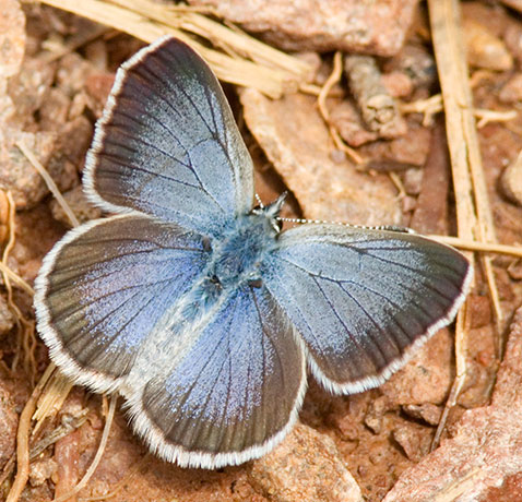 Spring Azure Celastrina ladon  Butterfly 