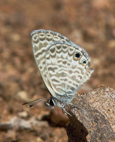 Marine Blue Leptotes marina Butterfly 