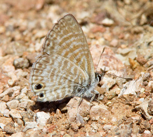 Marine Blue Leptotes marina Butterfly 