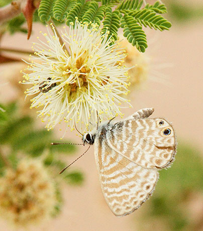 Marine Blue Leptotes marina Butterfly 