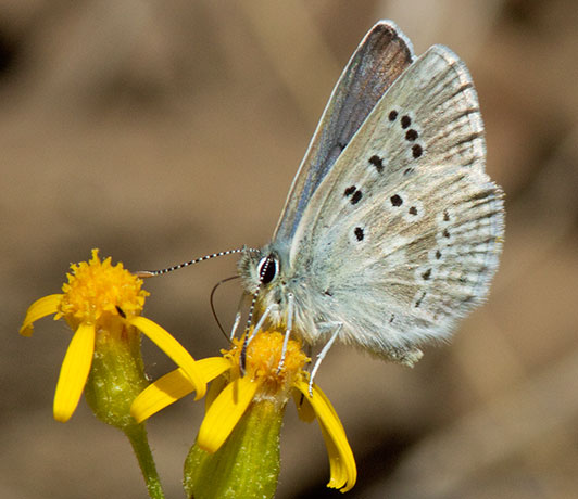 Arctic Blue Agriades glandon  Butterfly 