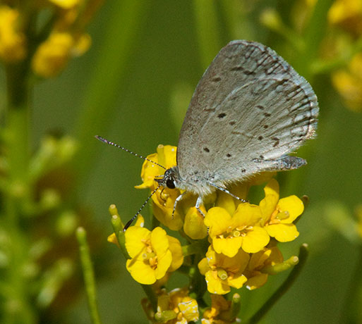 Spring Azure Celastrina ladon  Butterfly 