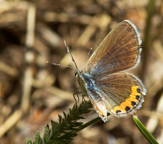 Acmon Blue Plebejus acmon Butterfly