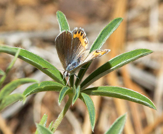 Acmon Blue Plebejus acmon Butterfly