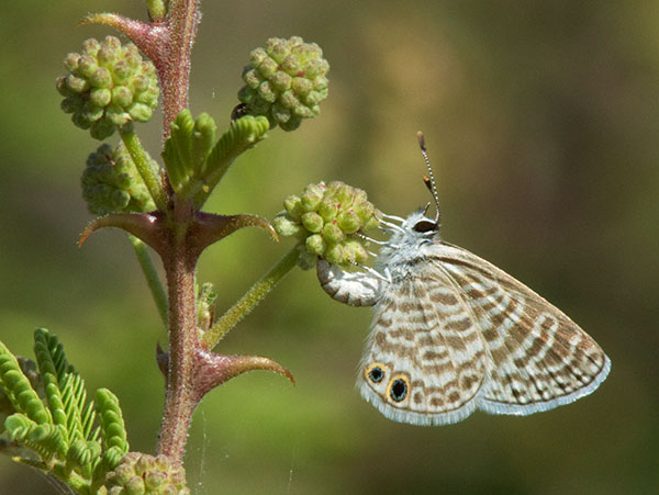 Marine Blue Leptotes marina Butterfly 
