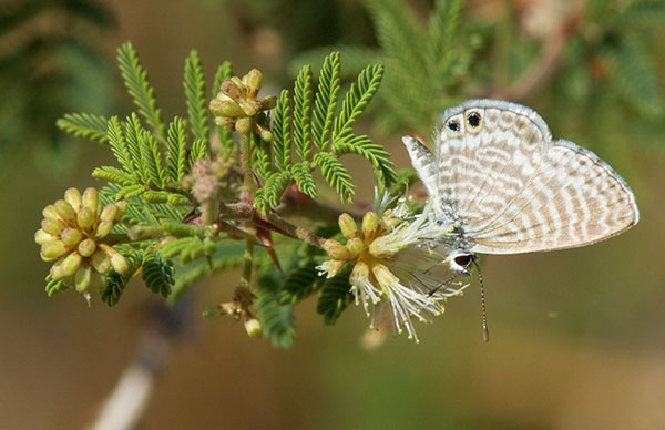 Marine Blue Leptotes marina Butterfly 