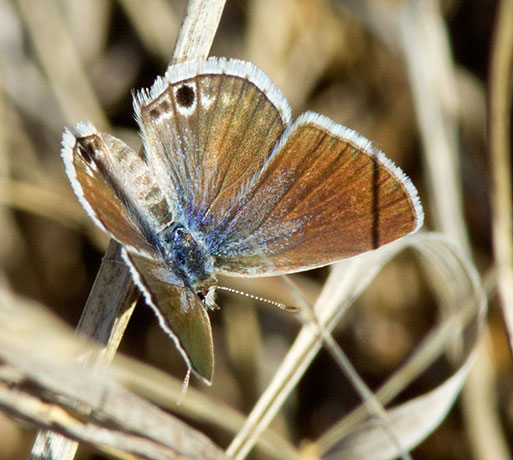 Reakirt's Blue Hemiargus isola Butterfly