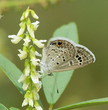 Reakirt's Blue Hemiargus isola Butterfly