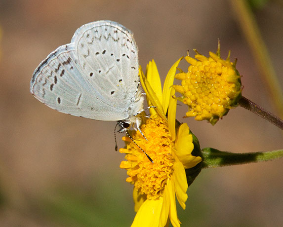 Spring Azure Celastrina ladon  Butterfly 