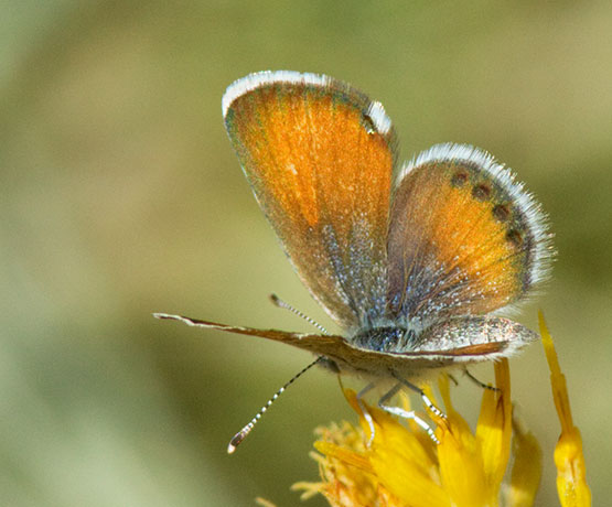 Western Pygmy-Blue Brephidium exilis Butterfly 