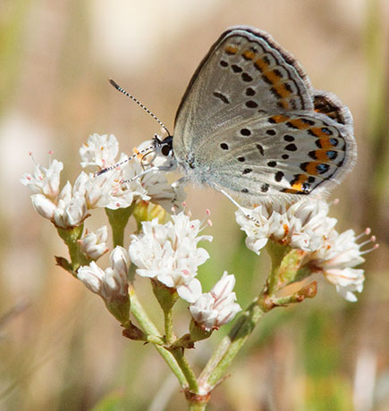 Melissa Blue Lycaeides melissa Butterfly 