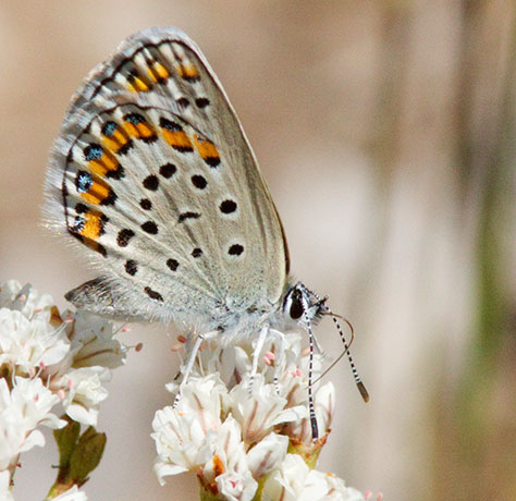 Melissa Blue Lycaeides melissa Butterfly 