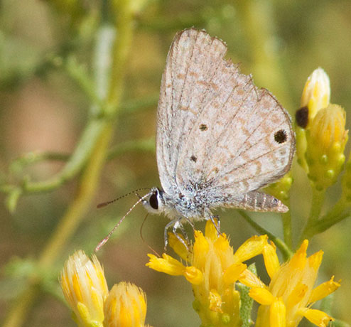 Ceraunus Blue Hemiargus ceraunus Butterfly 