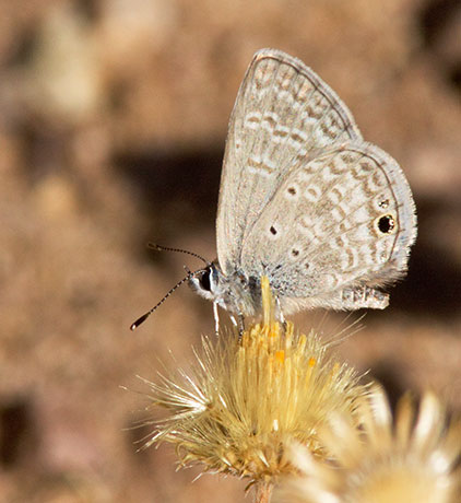 Marine Blue Leptotes marina Butterfly 