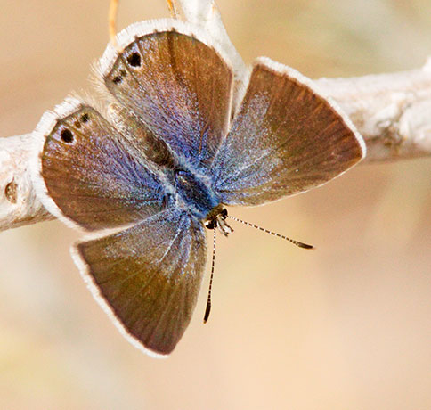 Reakirt's Blue Hemiargus isola Butterfly
