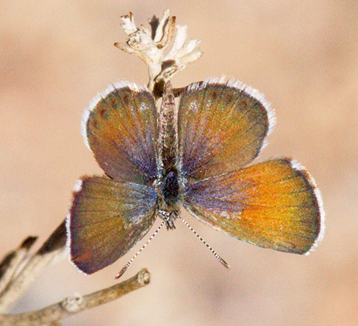 Western Pygmy-Blue Brephidium exilis Butterfly 
