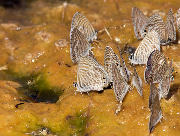 Marine Blue Leptotes marina Butterfly 
