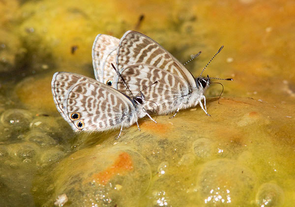 Marine Blue Leptotes marina Butterfly 