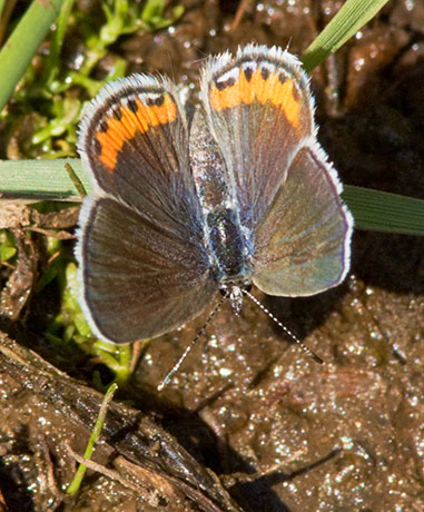 Acmon Blue Plebejus acmon Butterfly