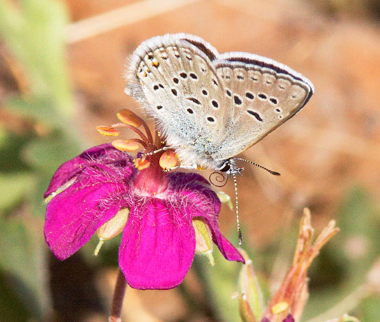 Greenish Blue Plebejus saepiolus  Butterfly