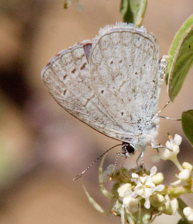 Spring Azure Celastrina ladon  Butterfly 
