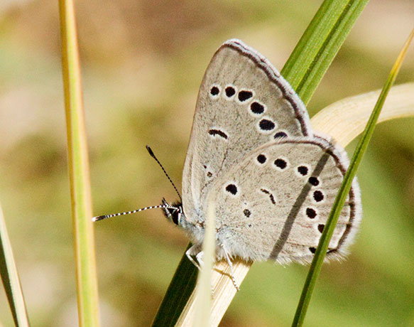 Silvery Blue Glaucopsyche lygdamus  Butterfly