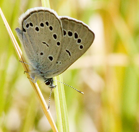 Silvery Blue Glaucopsyche lygdamus  Butterfly