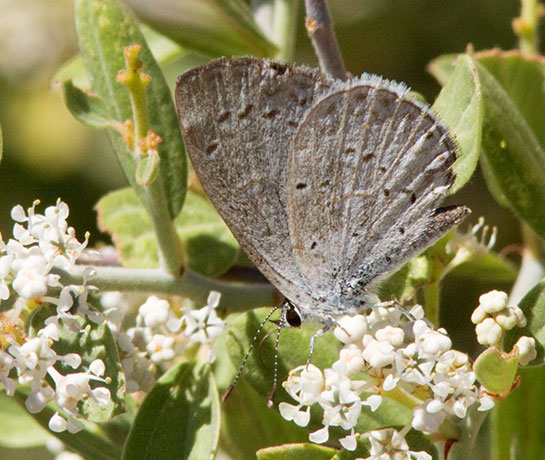 Spring Azure Celastrina ladon  Butterfly 