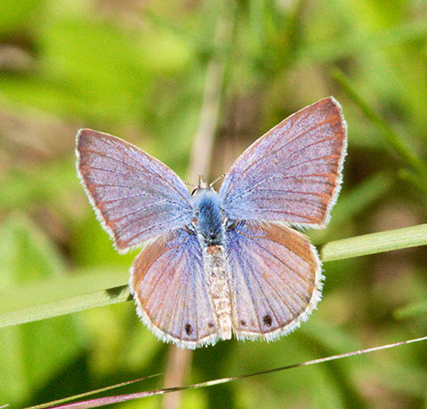 Reakirt's Blue Hemiargus isola Butterfly
