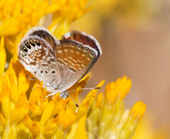 Western Pygmy-Blue Brephidium exilis Butterfly 