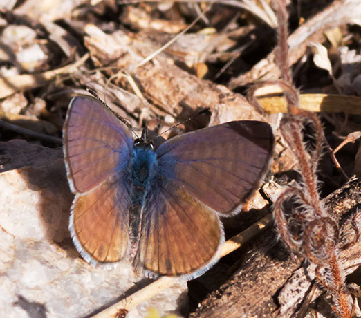 Marine Blue Leptotes marina Butterfly 