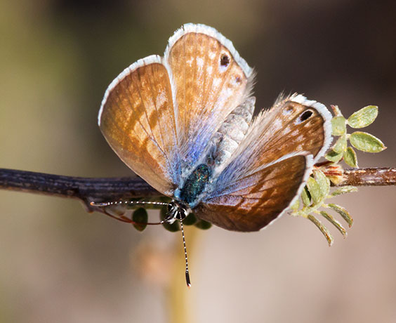 Marine Blue Leptotes marina Butterfly 