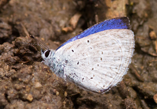 Spring Azure Celastrina ladon  Butterfly 