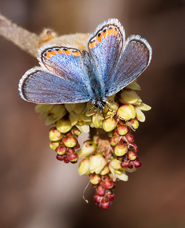 Acmon Blue Plebejus acmon Butterfly