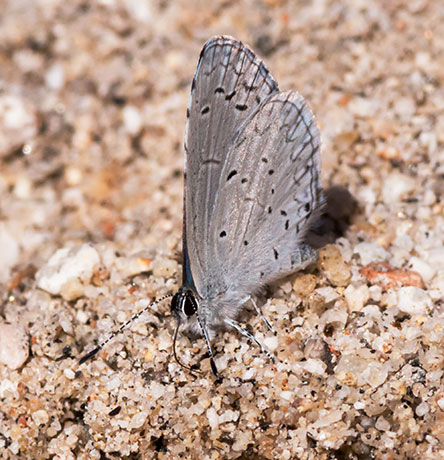 Spring Azure Celastrina ladon  Butterfly 