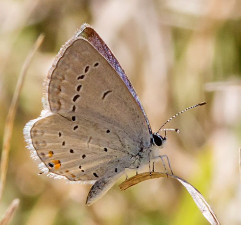 Eastern Tailed-Blue Everes comyntas Butterfly 