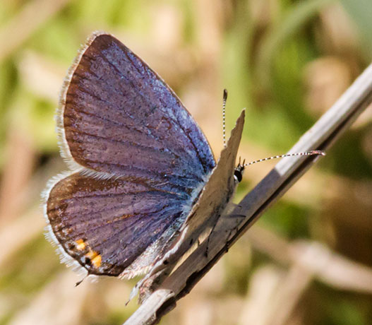Eastern Tailed-Blue Everes comyntas Butterfly 