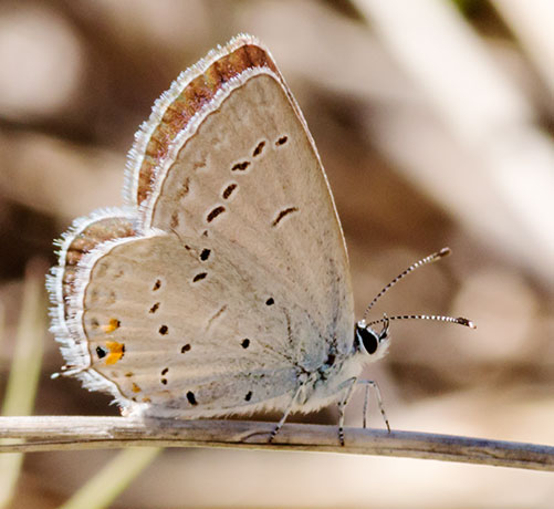 Eastern Tailed-Blue Everes comyntas Butterfly 