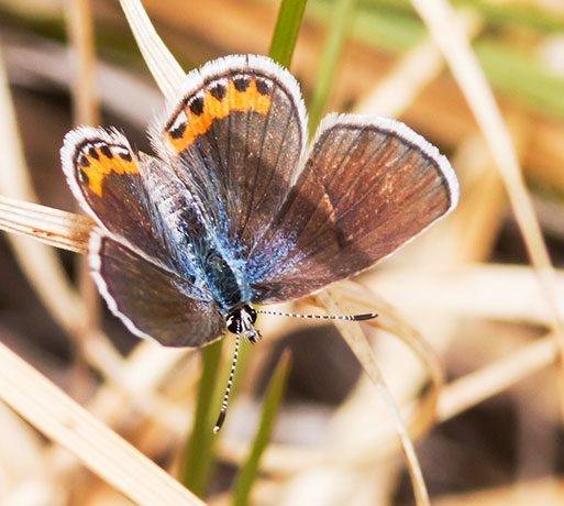 Acmon Blue Plebejus acmon Butterfly
