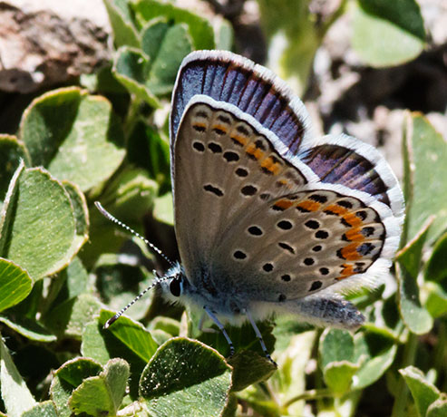 Melissa Blue Lycaeides melissa Butterfly 