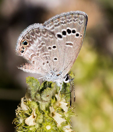 Reakirt's Blue Hemiargus isola Butterfly