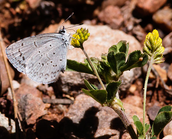 Spring Azure Celastrina ladon  Butterfly 