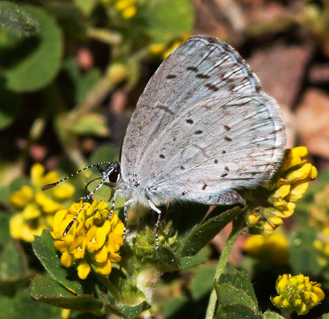 Spring Azure Celastrina ladon  Butterfly 